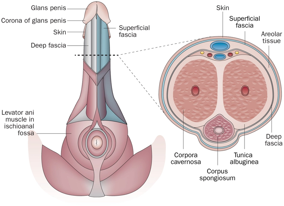 anatomie-penis