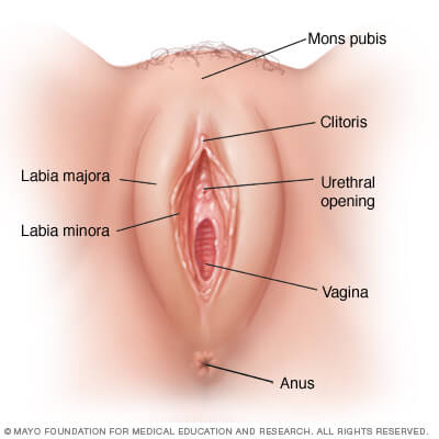 vagina2